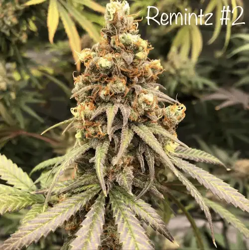 Remintz – Sativa Hybrid o aromacie eukaliptusa, mentolu i Skittelz