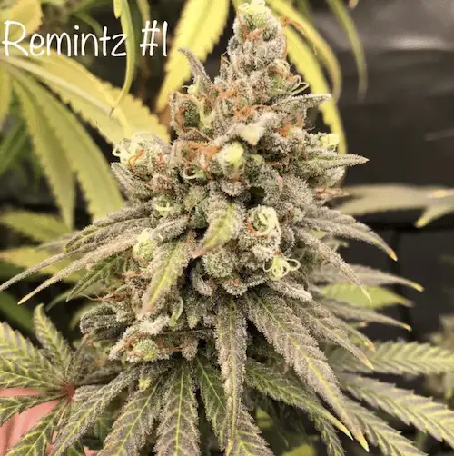 Remintz – Sativa Hybrid o aromacie eukaliptusa, mentolu i Skittelz