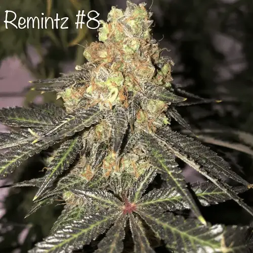 Remintz – Sativa Hybrid o aromacie eukaliptusa, mentolu i Skittelz