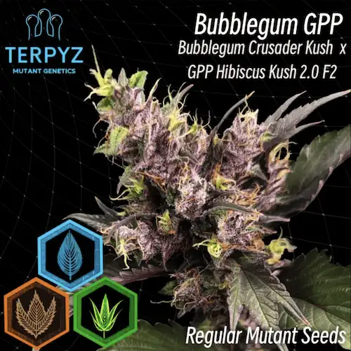 Bubblegum GPP – Hybryda o aromacie gumy balonowej i przypraw