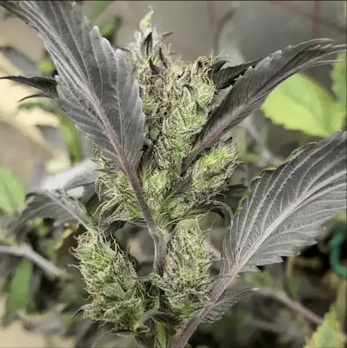 Bubblegum GPP – Hybryda o aromacie gumy balonowej i przypraw