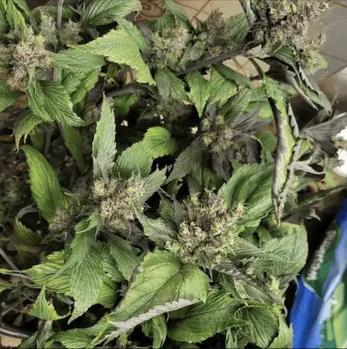 Bubblegum GPP – Hybryda o aromacie gumy balonowej i przypraw