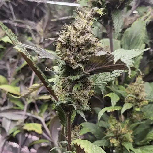 Bubblegum GPP – Hybryda o aromacie gumy balonowej i przypraw