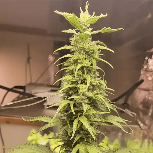 Bubblegum GPP – Hybryda o aromacie gumy balonowej i przypraw