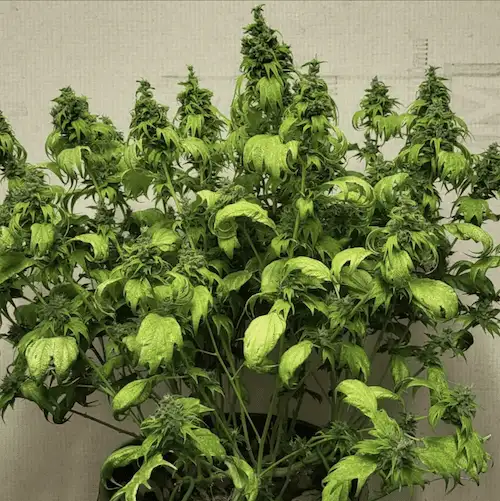 Bubblegum GPP – Hybryda o aromacie gumy balonowej i przypraw