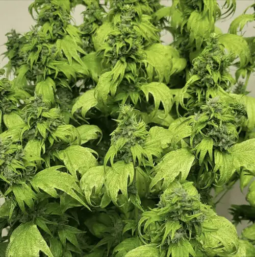 Bubblegum GPP – Hybryda o aromacie gumy balonowej i przypraw