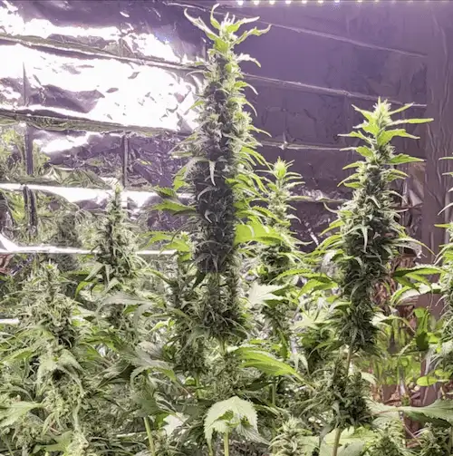 Bubblegum GPP – Hybryda o aromacie gumy balonowej i przypraw