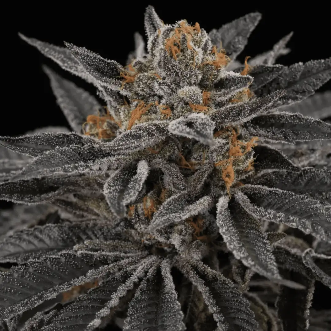 Cherry Crisp – Feminizowane Nasiona (La Kush Cake x Cherrytini)