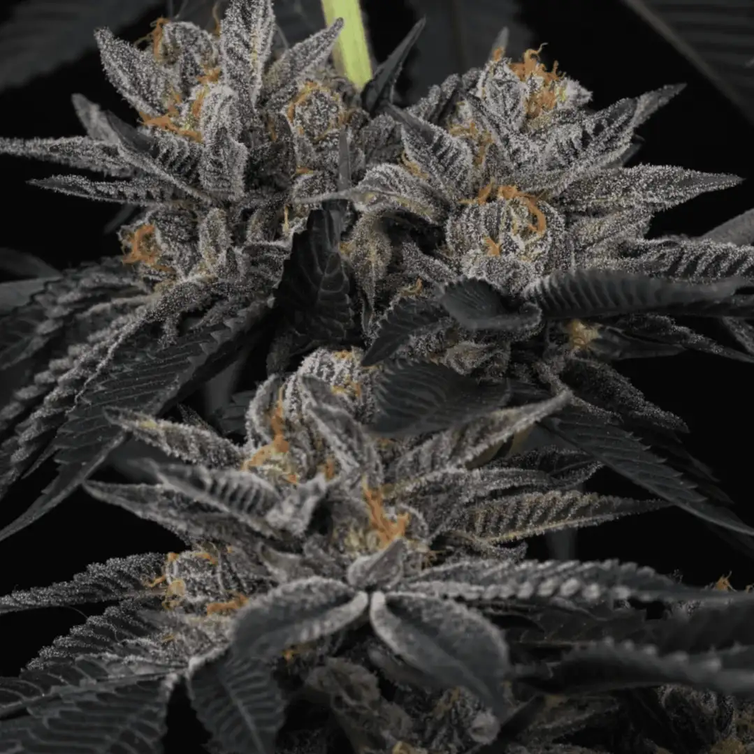 Cherry Crisp – Feminizowane Nasiona (La Kush Cake x Cherrytini)
