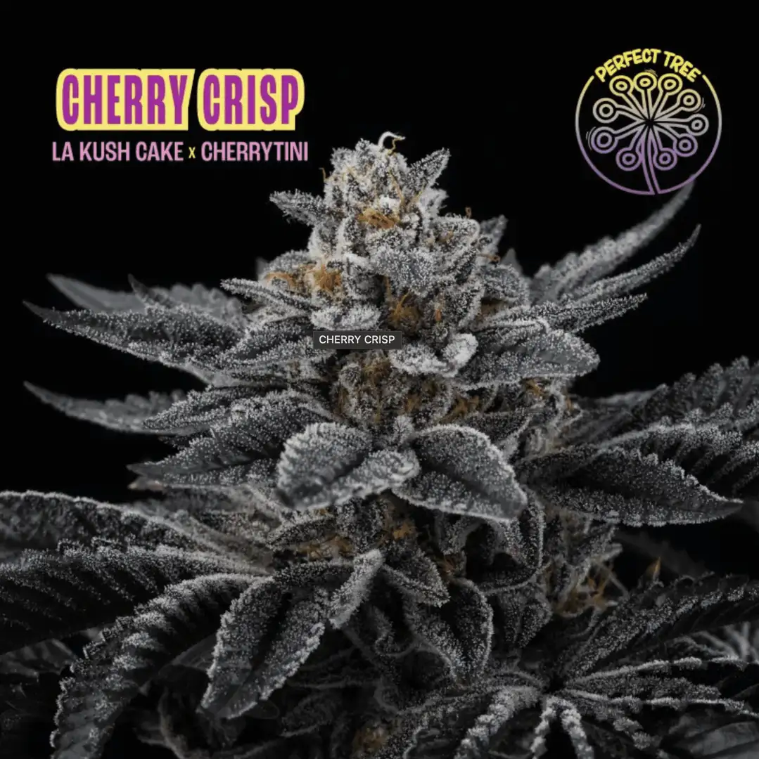 Cherry Crisp – Feminizowane Nasiona (La Kush Cake x Cherrytini)