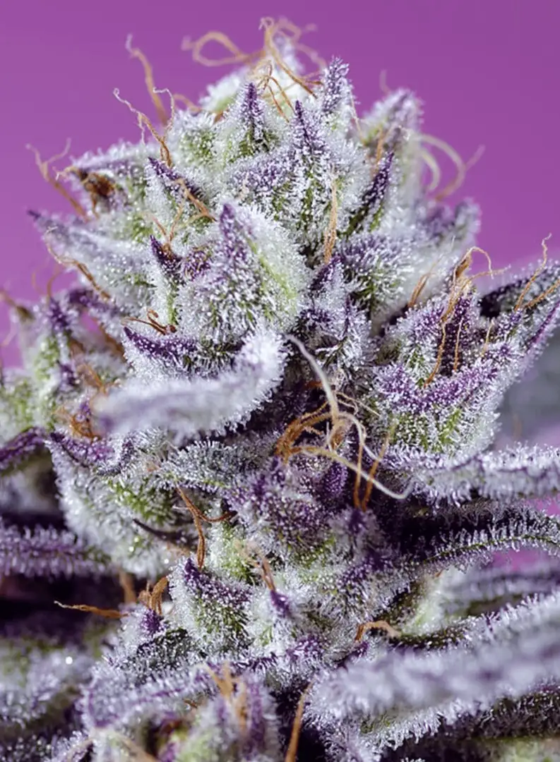 Diablos Delight XL Auto Automatycznie Kwitnąca Hybryda 4 Generacji Sweet Seeds