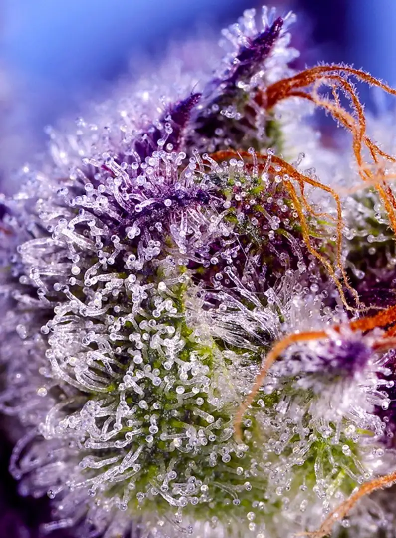 Diablos Delight XL Auto Automatycznie Kwitnąca Hybryda 4 Generacji Sweet Seeds