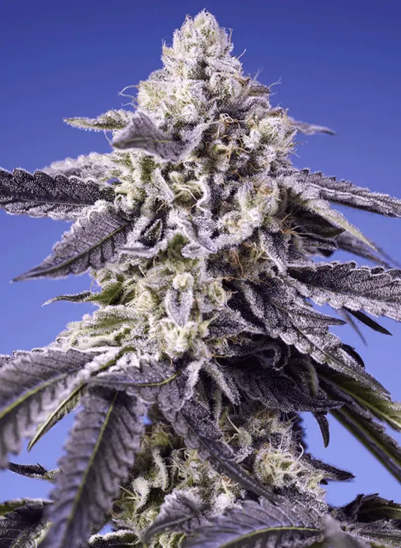 Permanent Jealousy XL Auto Duża Automatycznie Kwitnąca Hybryda 7 Generacji Sweet Seeds