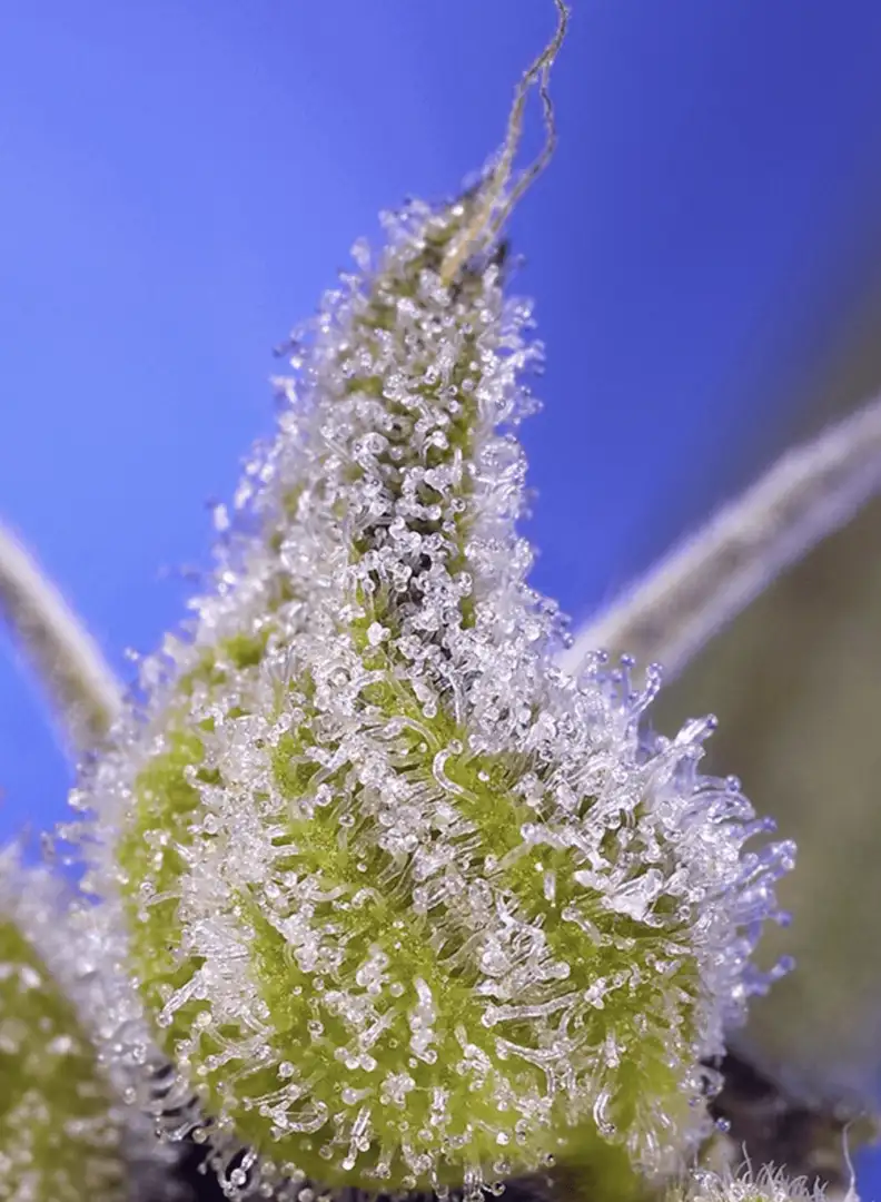 Permanent Jealousy XL Auto Duża Automatycznie Kwitnąca Hybryda 7 Generacji Sweet Seeds