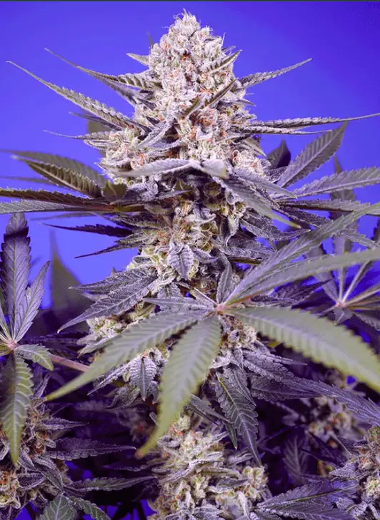 Pineapple Slush XL Auto Sweet Seeds