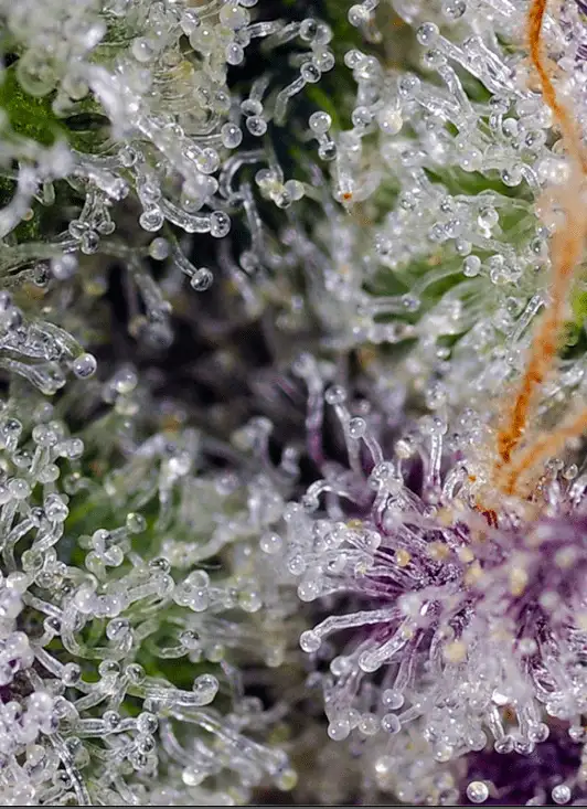 Pineapple Slush XL Auto Sweet Seeds