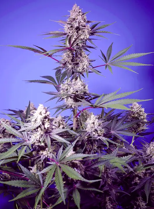 Mental Rainbow F1 Fast Version Sweet Seeds