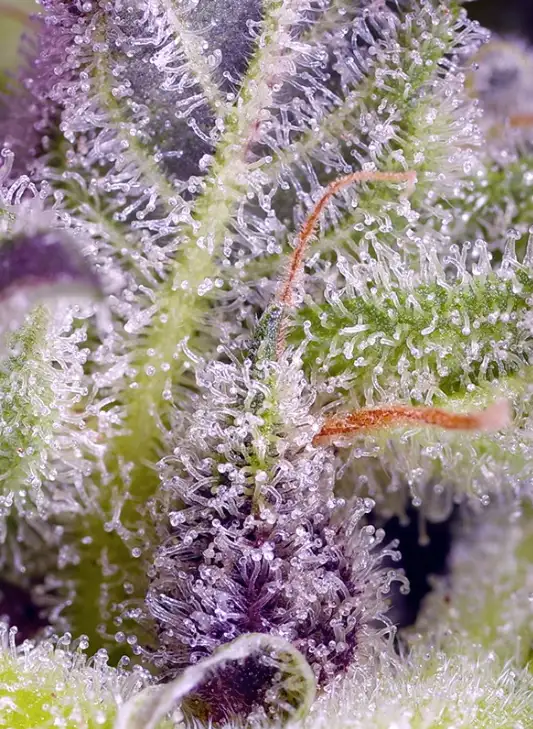 Monster Maker Potężna Hybryda o Złożonym Aromacie i Wysokiej Zawartości THC