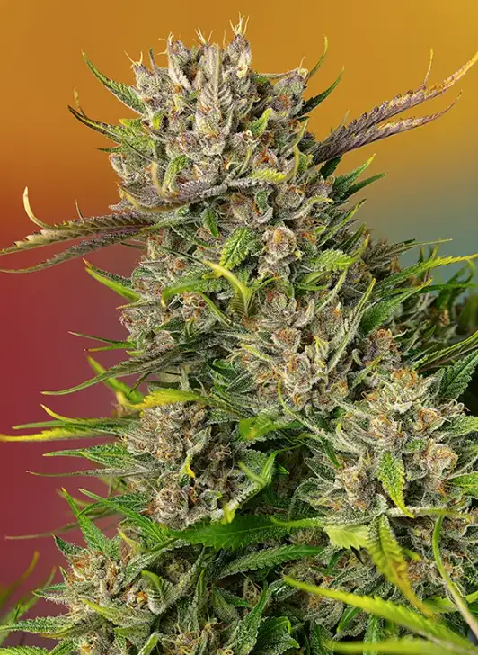 Papaya Zoap Automatycznie Kwitnąca Hybryda o Tropikalnym Aromacie i Wysokiej Zawartości THC