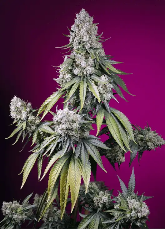 Jealousy Z XL Auto Automatyczna Hybryda Konopi o Intensywnym Aromacie i Efekcie Relaksu