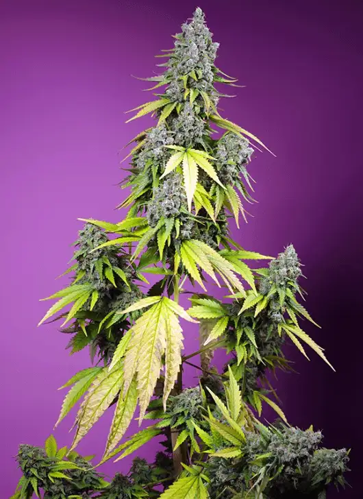 Jet Fuel Mandarine XL Auto Automatyczna Hybryda Konopi z Aromatem Cytrusów i Mocnym Efektem