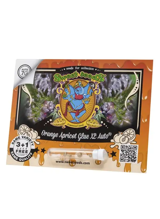 Orange Apricot Glue XL Auto Automatyczna Hybryda Konopi o Owocowym Aromacie i Efekcie Euforii