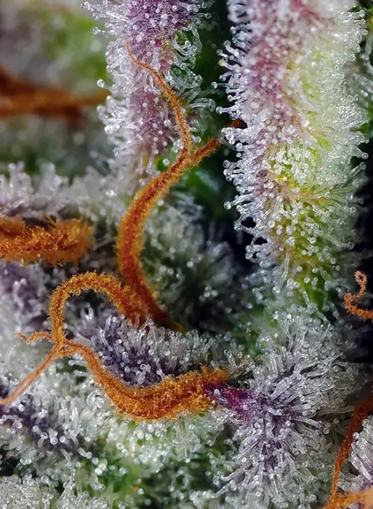 Mimosa Bruce Banner XL Auto Automatyczna Hybryda Konopi o Cytrusowym Aromacie i Efekcie Euforii