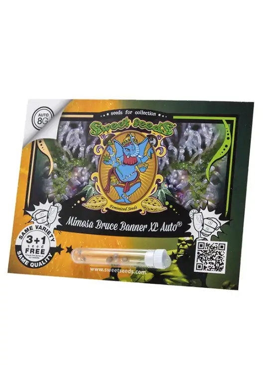 Mimosa Bruce Banner XL Auto Automatyczna Hybryda Konopi o Cytrusowym Aromacie i Efekcie Euforii