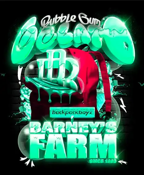 Bubblegum Gelato Nasiona Marihuany 60% Indica, THC 24% Barney's Farm x BackPack Boyz