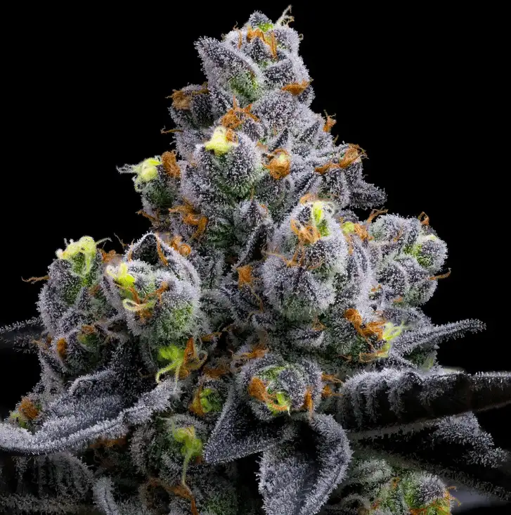 Garlic Cookies Nasiona Marihuany 90% Indica, THC 30% Barney's Farm