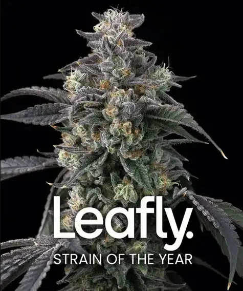 Super Boof Nasiona Marihuany 50% Indica 50% Sativa, THC 28-32% Barney's Farm