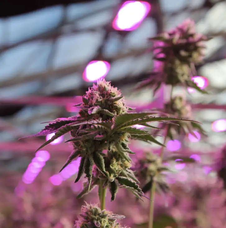 RS11 x Banana OG 70% Indica THC 25-31% Barney's Farm x Doja