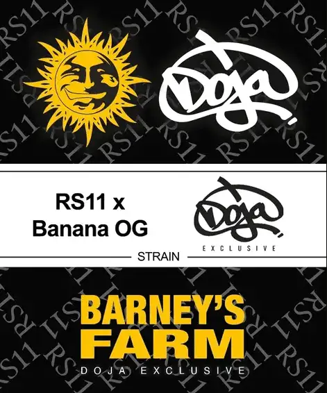 RS11 x Banana OG 70% Indica THC 25-31% Barney's Farm x Doja