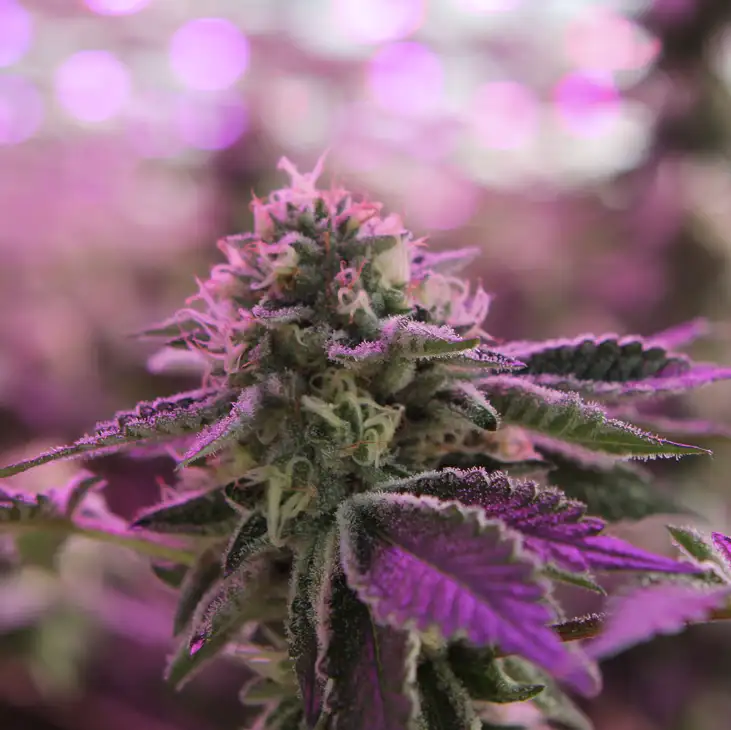 RS11 x Banana OG 70% Indica THC 25-31% Barney's Farm x Doja