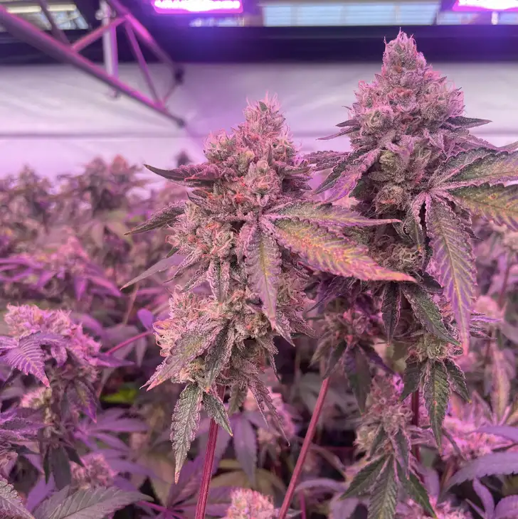 RS11 x Banana OG 70% Indica THC 25-31% Barney's Farm x Doja