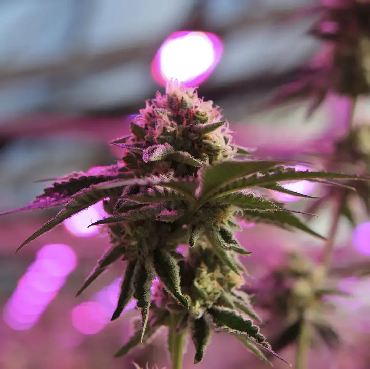 RS11 x Banana OG 70% Indica THC 25-31% Barney's Farm x Doja