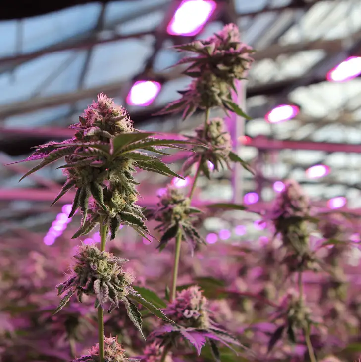 RS11 x Banana OG 70% Indica THC 25-31% Barney's Farm x Doja