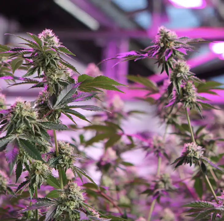 RS11 x Banana OG 70% Indica THC 25-31% Barney's Farm x Doja