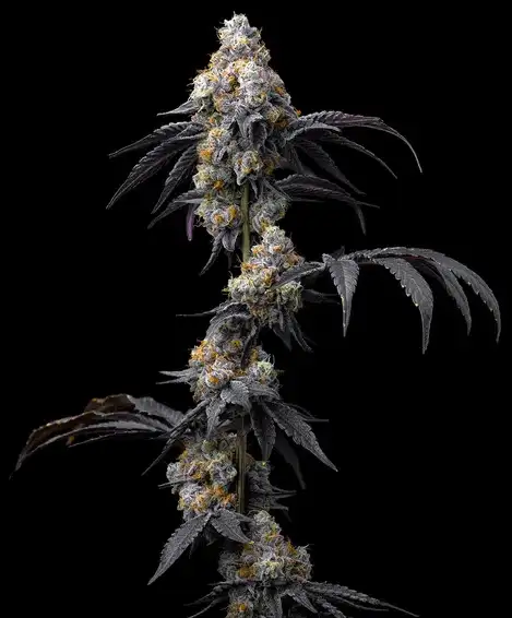 Rainbow Sherbet 50% Indica 50% Sativa, THC 24% Barney's Farm