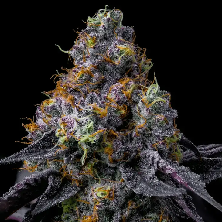 Rainbow Sherbet 50% Indica 50% Sativa, THC 24% Barney's Farm