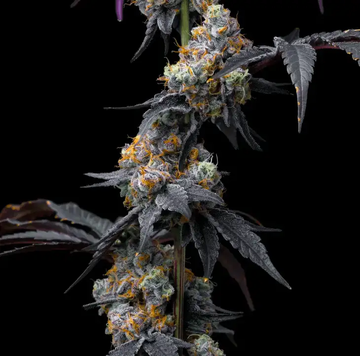 Rainbow Sherbet 50% Indica 50% Sativa, THC 24% Barney's Farm