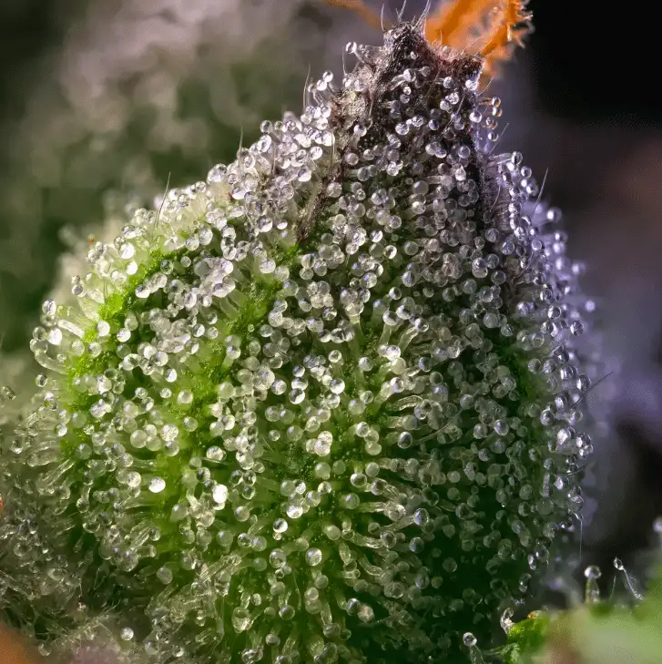 Rainbow Sherbet 50% Indica 50% Sativa, THC 24% Barney's Farm