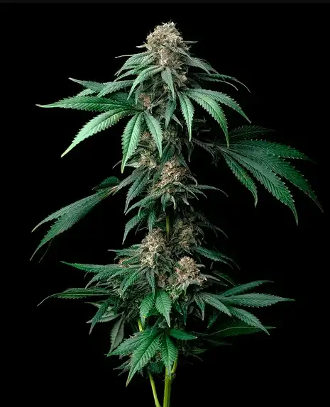 Mendo Breath Nasiona Marihuany 70% Indica, THC 22% Barney's Farm