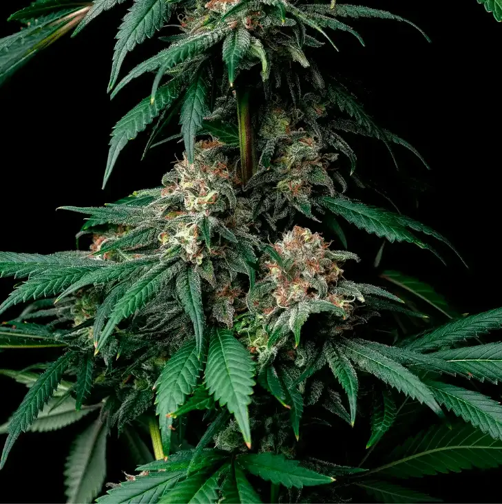Mendo Breath Nasiona Marihuany 70% Indica, THC 22% Barney's Farm