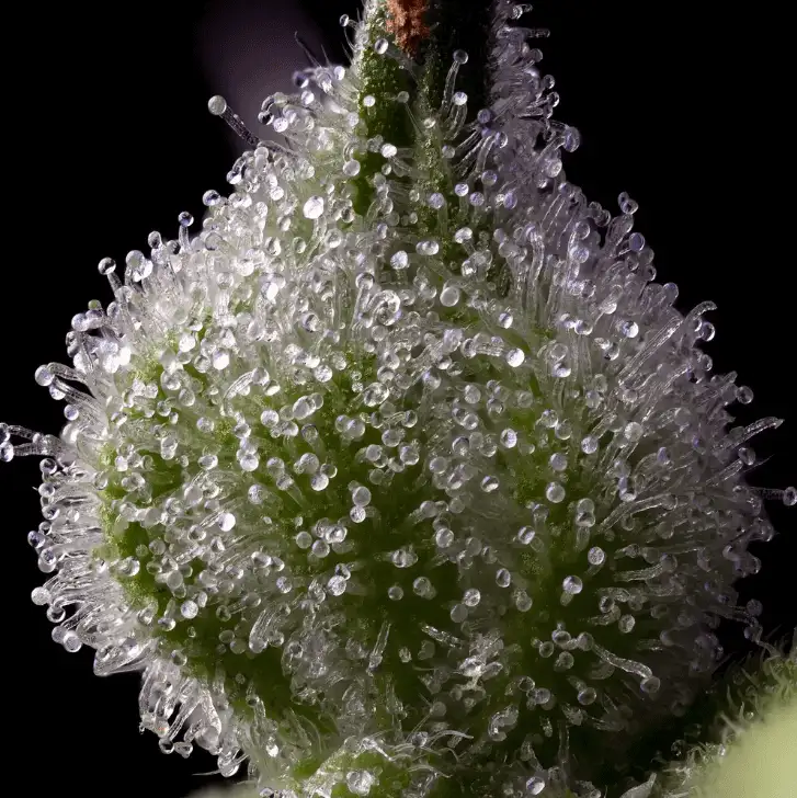 Mendo Breath Nasiona Marihuany 70% Indica, THC 22% Barney's Farm