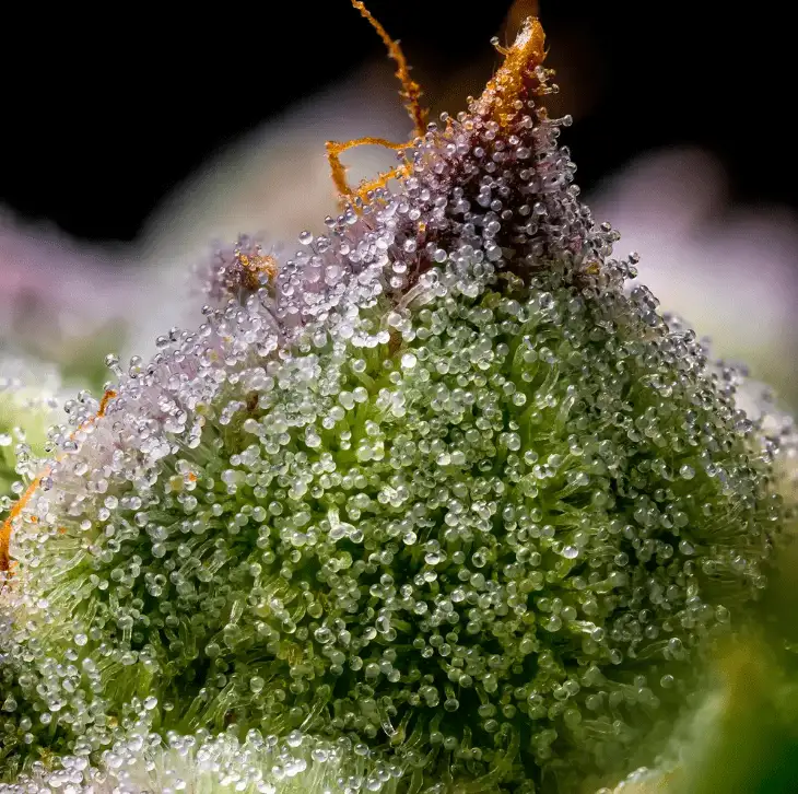 Mendo Breath Nasiona Marihuany 70% Indica, THC 22% Barney's Farm