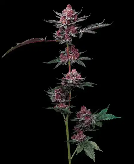 Cherry Poppers Wiśniowa Sativa 60% THC 31% Barney's Farm