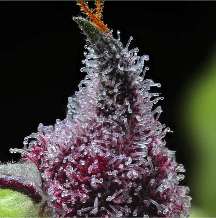 Cherry Poppers Wiśniowa Sativa 60% THC 31% Barney's Farm