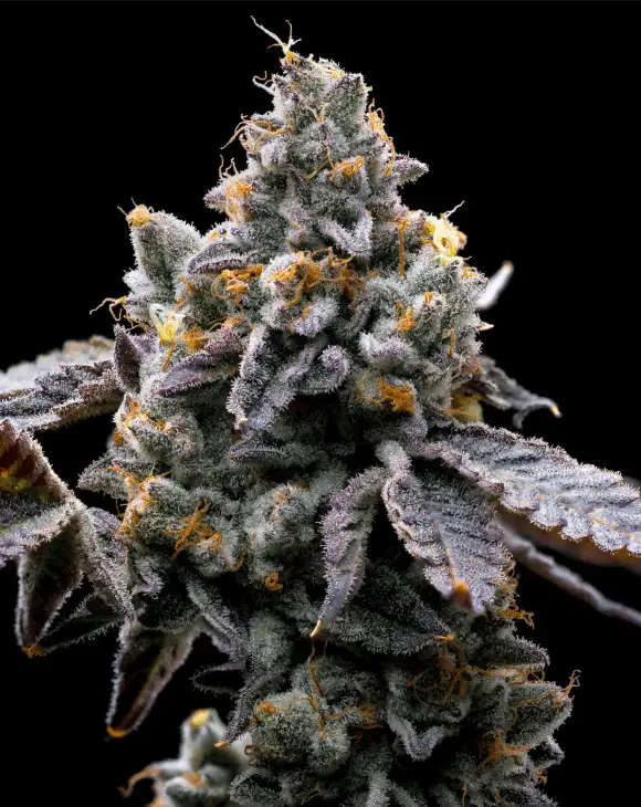 GMO Cookies Feminizowane Nasiona Marihuany 90% Indica (Chemdawg x GSC) THC 30% Barney's Farm