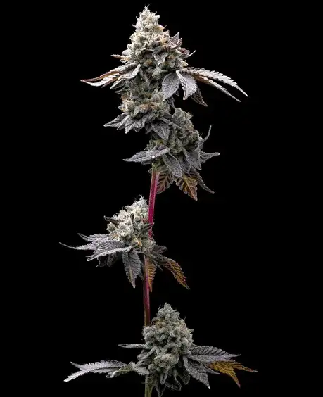 GMO Cookies Feminizowane Nasiona Marihuany 90% Indica (Chemdawg x GSC) THC 30% Barney's Farm